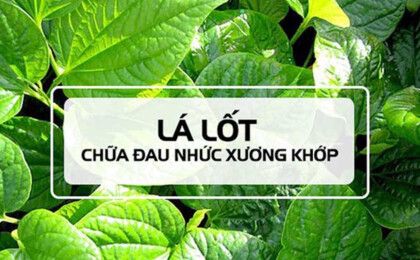 Lá lốt chữa đau nhức xương khớp hiệu quả