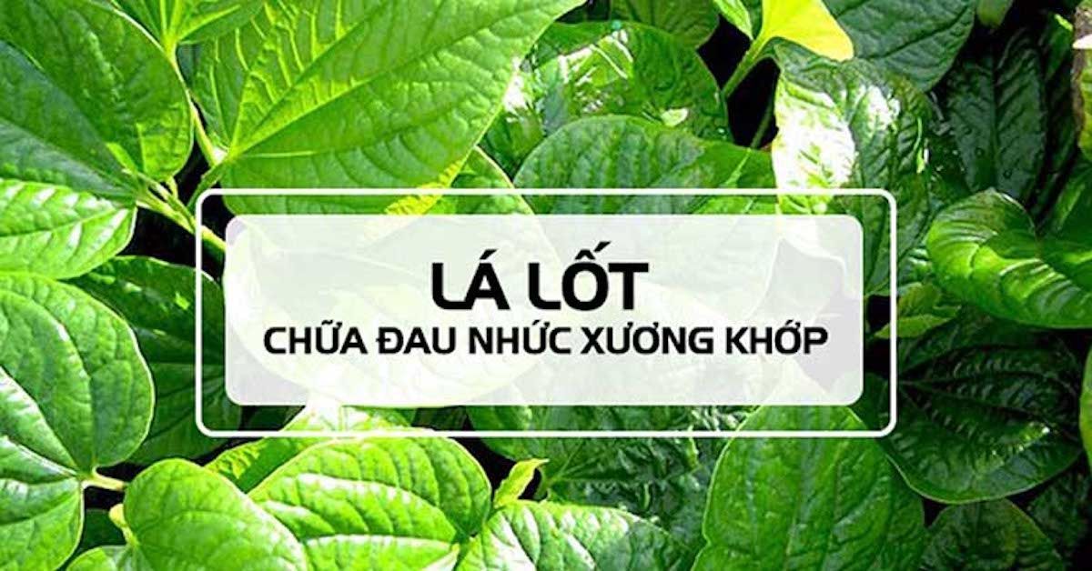 Lá lốt giúp chữa đau nhức xương khớp