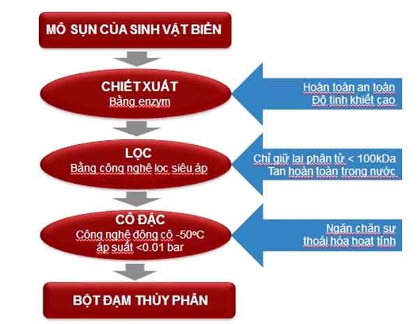 Cơ chế hoạt động của Bột đạm thủy phân trong sản phẩm GHV Bone