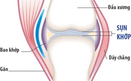 Ăn gì tái tạo sụn khớp nhanh chóng?