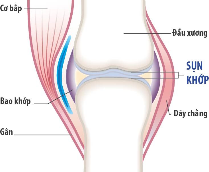 Khớp và sụn khớp đóng vai trò quan trọng trong việc vận động và di chuyển của cơ thể