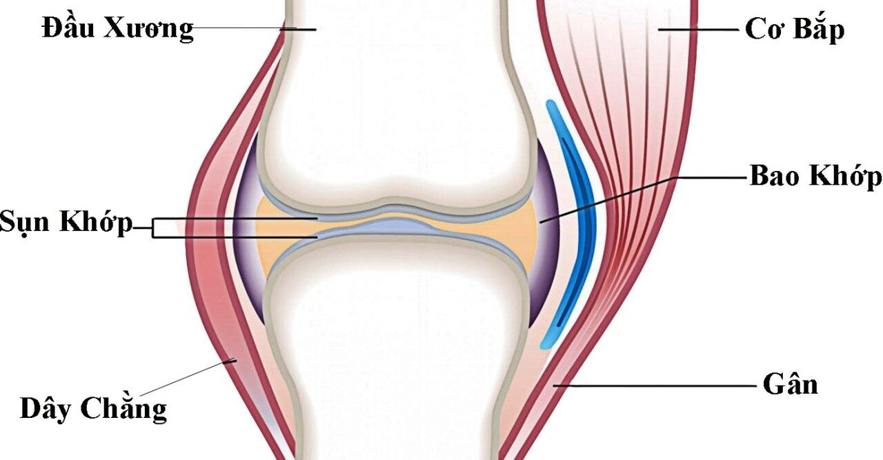 Sụn khớp gối đóng vai trò chính trong sự vận động của cơ thể