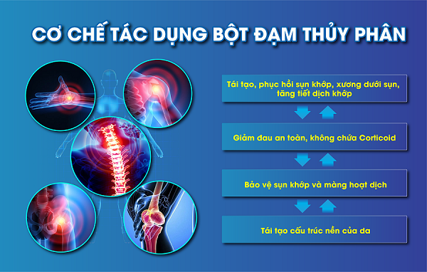 Cơ chế tác dụng của bột đạm thủy phân