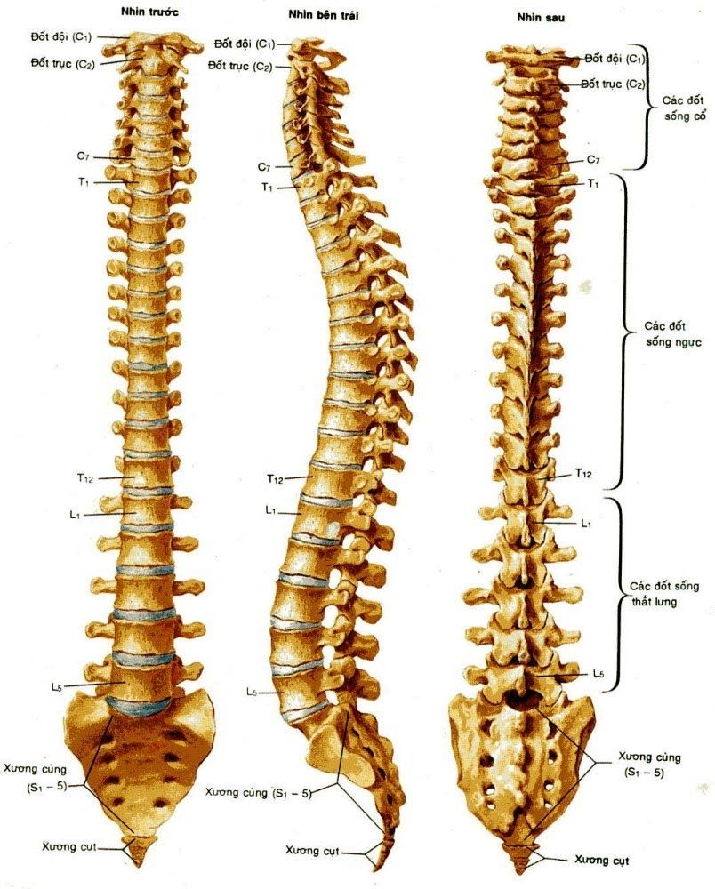 Cấu trúc cột sống con người