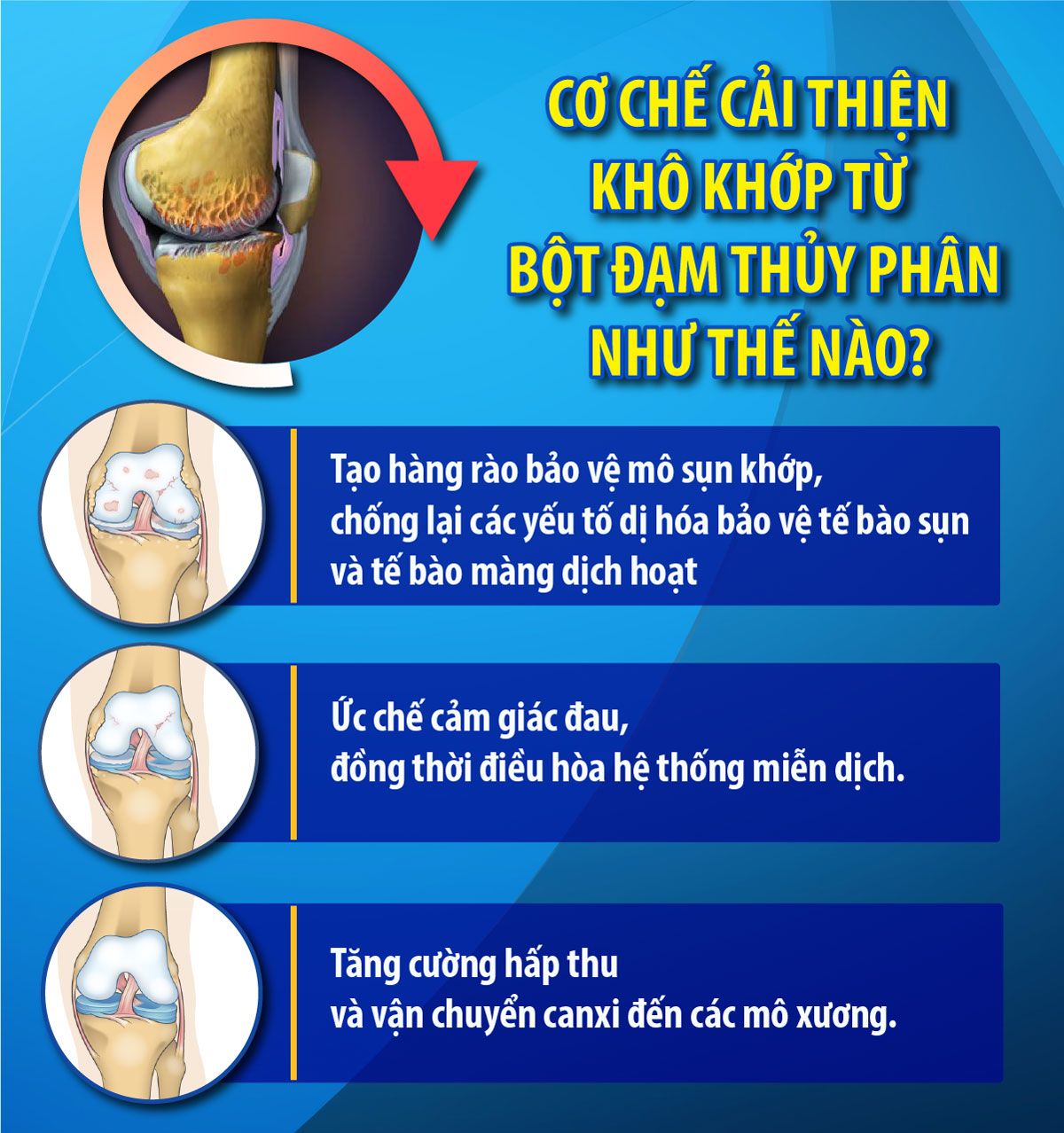 Cơ chế cải thiện khô khớp hiệu quả từ Bột đạm thủy phân