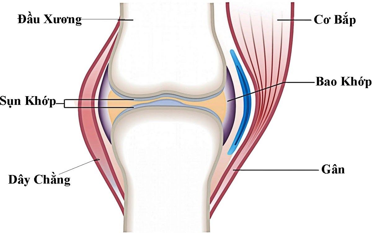 Cấu tạo của khớp gối 