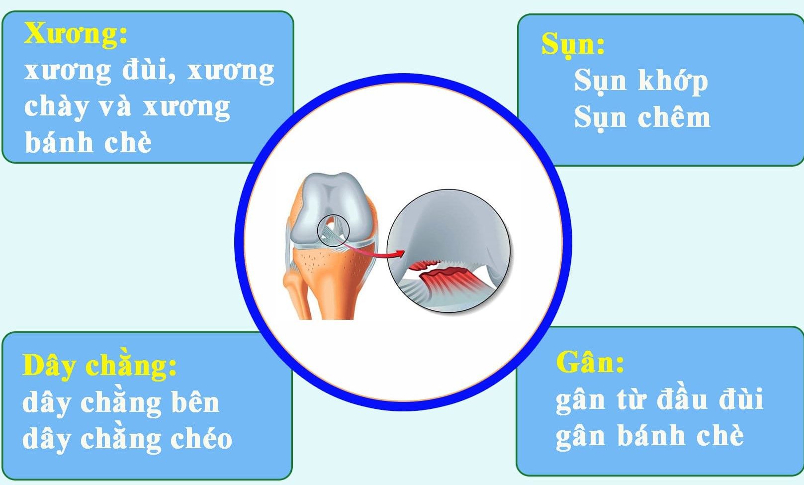 Cấu tạo của khớp đầu gối