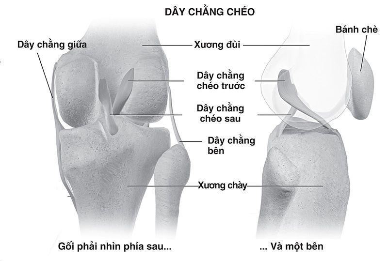 Khớp gối có nhiệm vụ nâng đỡ toàn bộ trọng lượng của cơ thể