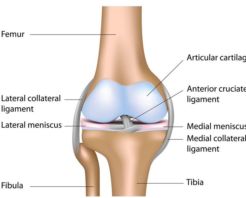Các bộ phận cấu tạo của khớp gối bên phải