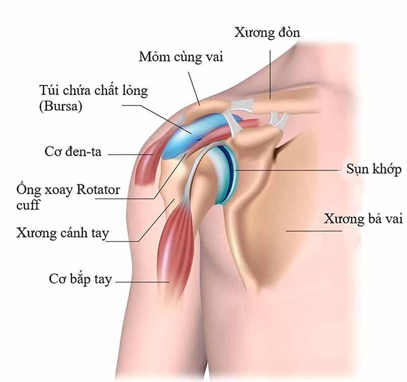 Sụn khớp là lớp đệm bảo vệ khớp và giúp cho các vận động được linh hoạt