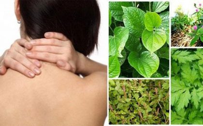 Top 5 bài thuốc nam chữa thoái hóa đốt sống lưng được tin dùng